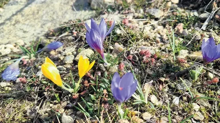 Akbük rehberi Jonathan eşliğinde Latmos Beşparmak Dağları'nın eşsiz doğal manzarası.