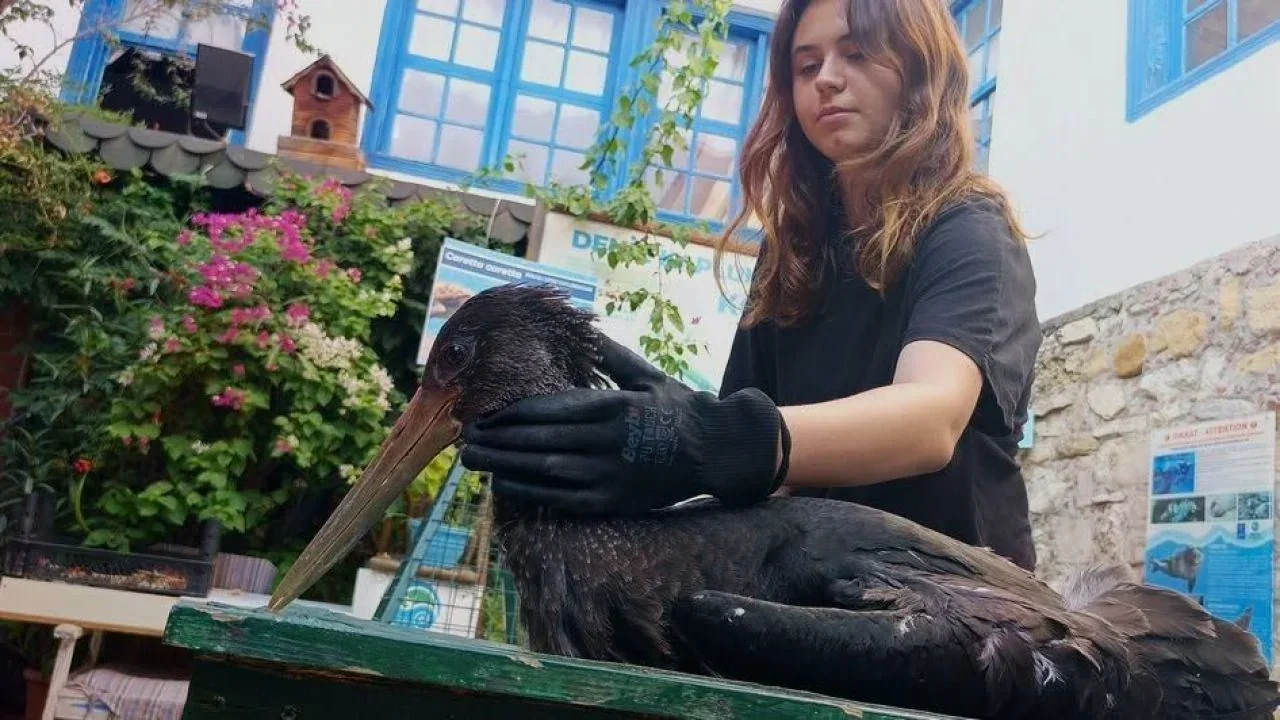 Latmos Akbük Çavdar Mahallesi'nde bulunan yaralı karaleylek yavrusu