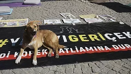 Akbük ve Didim'deki sahipsiz hayvanlar için AKÇED'in açtığı Danıştay davası.