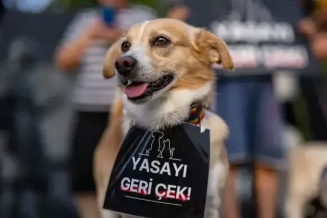 Akbük ve Didim'deki sahipsiz hayvanlar için AKÇED ve Haksal Hukuk'un açtığı dava.