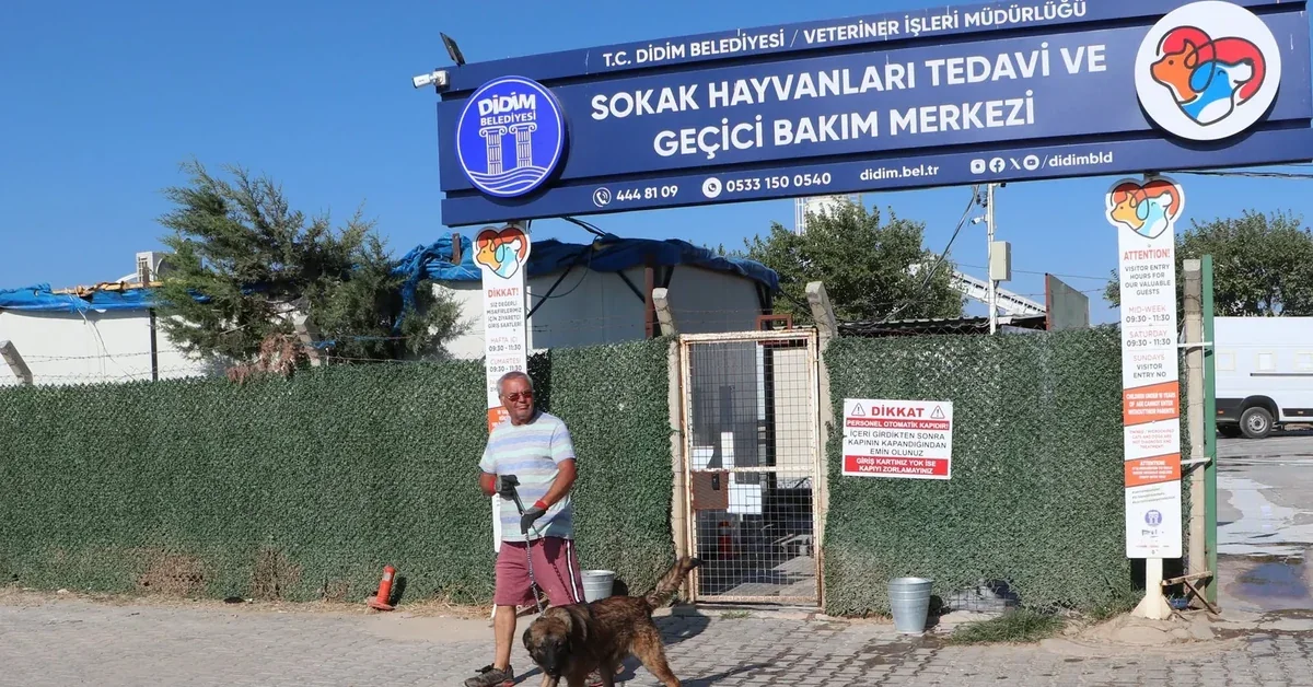 Akbük'teki sokak köpekleri ve yardım bekleyen can dostlarımız