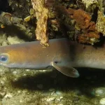 Did You Know? The Epic 7,000km Journey of the European Eel to Lake Bafa