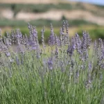 Didim’s Lavender Fields Bloom: What’s Next for Akköy’s Aromatic Harvest?