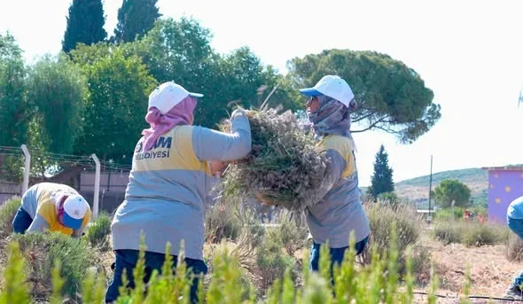 Didim Akköy'de Didim Belediyesi lavanta hasadı ve Akbük tarımsal üretim çalışmaları