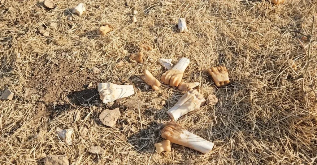 Didim Animal Welfare Scandal: What is Really Happening at the Municipal Animal Cemetery?