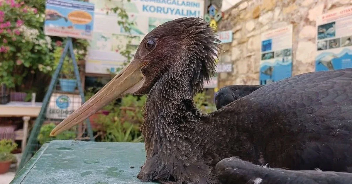 Akbük Çavdar Mahallesi Latmos Dağları'nda bulunan yaralı karaleylek yavrusu
