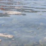 Akbük Halkı Tedirgin: Lağım Kirliliği Çözüm Bekliyor