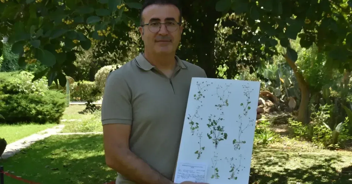 Aydın ve Muğla sınırındaki Latmos Dağları'nda keşfedilen Latmos Taşkıranı bitkisi
