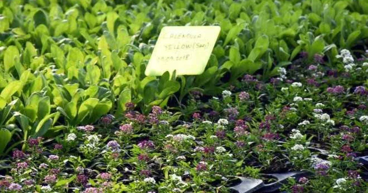 Didim Belediyesi Akköy Fidanlığı tıbbi ve aromatik bitki üretimi çalışmaları