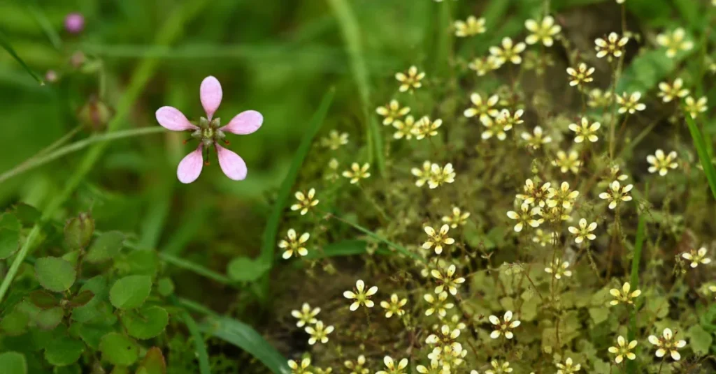 Latmos Mountains Reveal New, Critically Endangered Plant Species