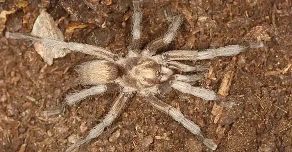 34 Yıllık Gizem Çözüldü: Bafa’nın Yeni Tarantulası