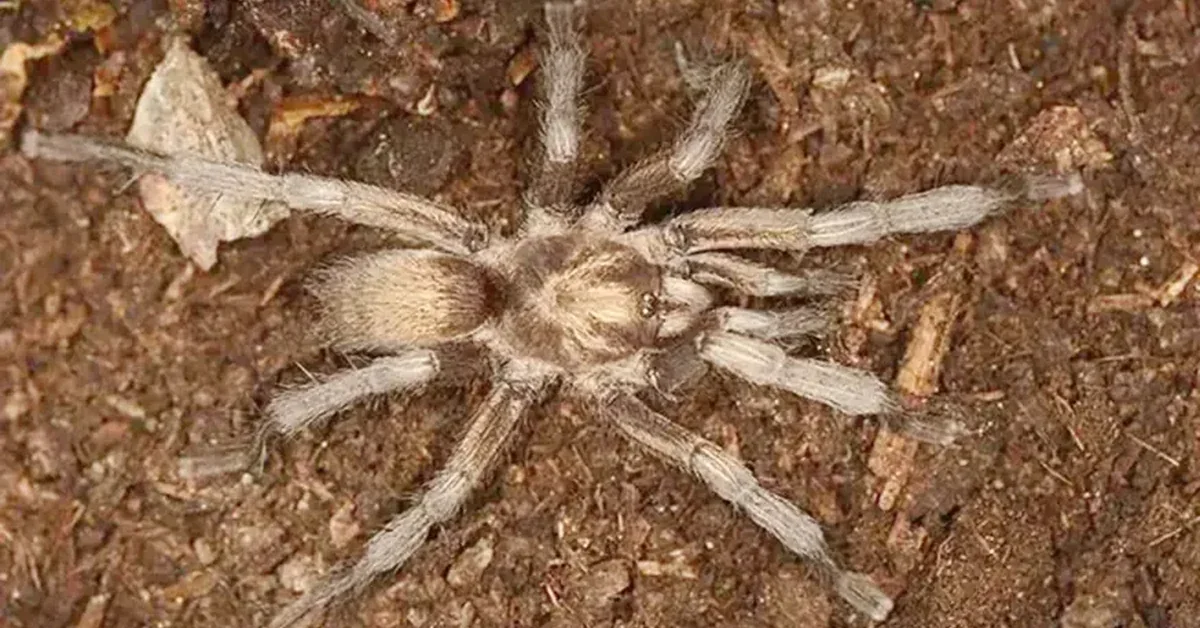 Aydın Bafa Gölü'nde keşfedilen Ischnocolus valentinus tarantula türü
