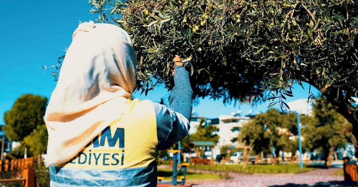 Didim Belediyesi ekiplerinin parklardaki ağaçlardan zeytin hasadı yapması