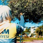 Didim’in Parklarından Bereket Fışkırıyor: Zeytinler Didyma Oldu